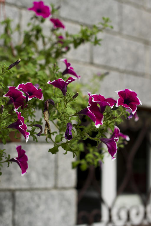 B&B Torre Lara Belgirate Ngoại thất bức ảnh